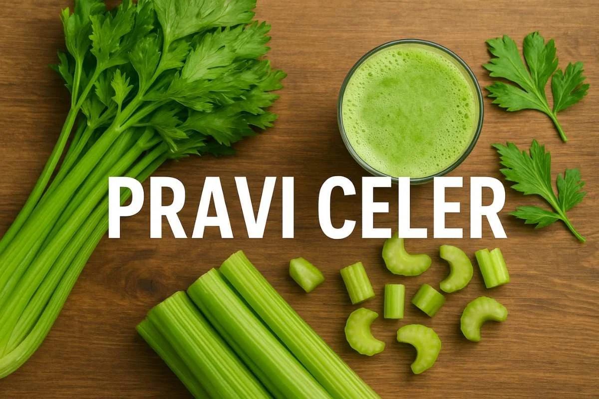 What is Pravi Celer? Discover the Secret of True Celery for Health